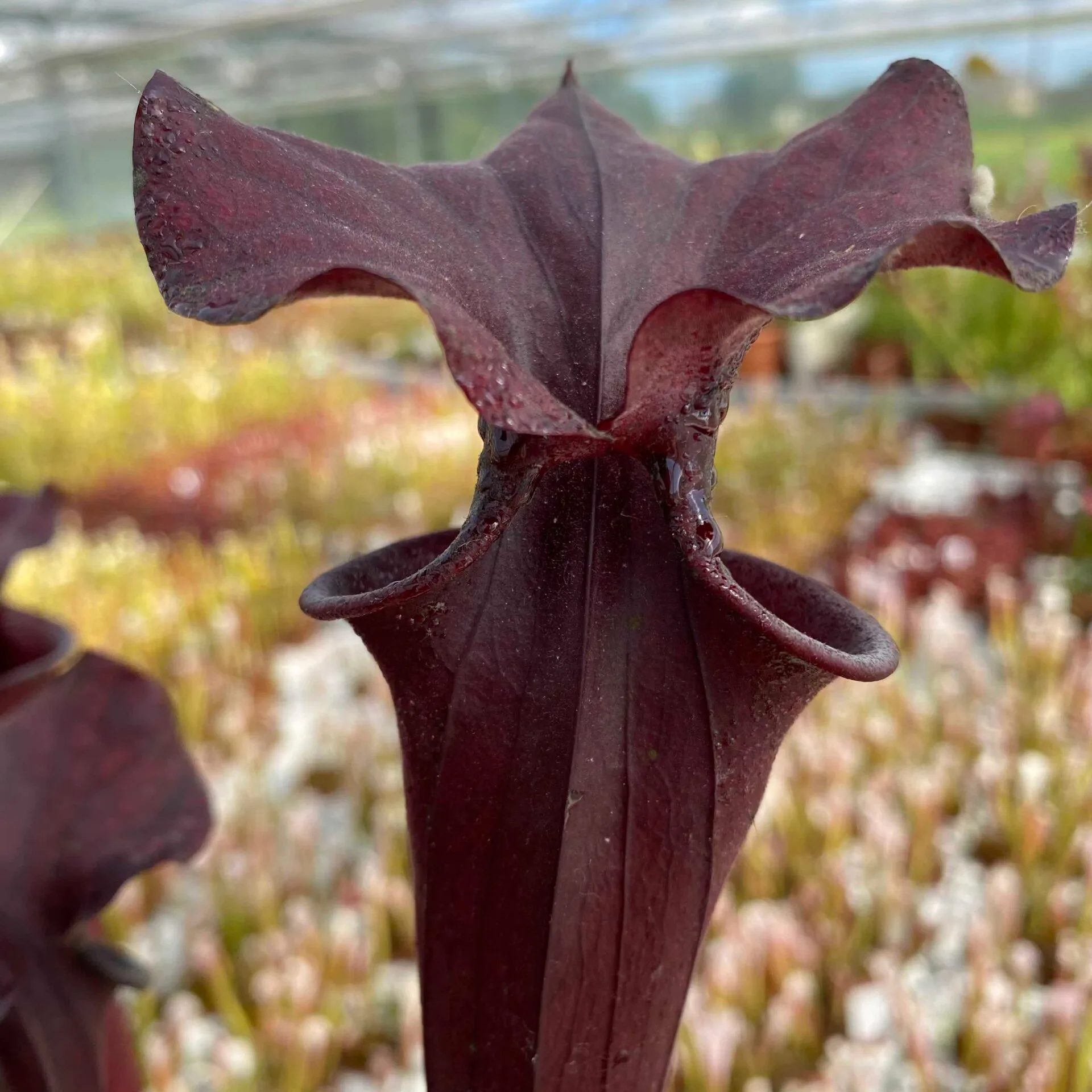 Sarracenia x "Nera Signora" DFH30