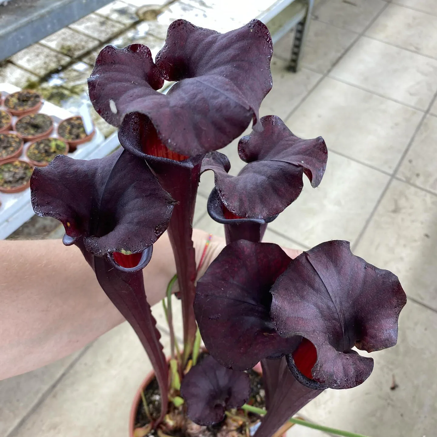 Sarracenia x "Nera Signora" DFH30