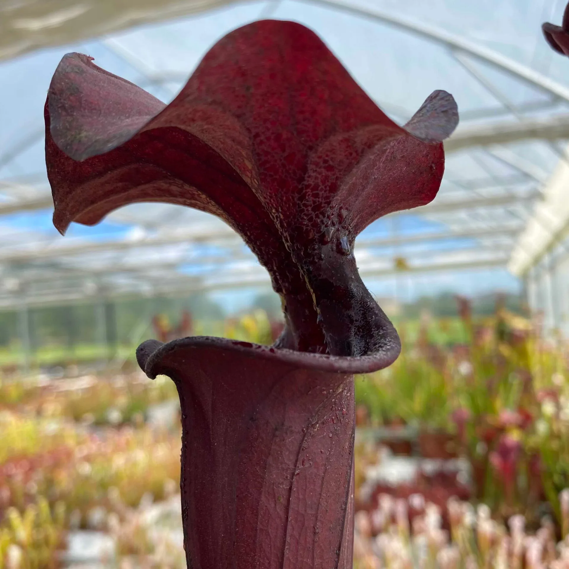 Sarracenia x "Nera Signora" DFH30