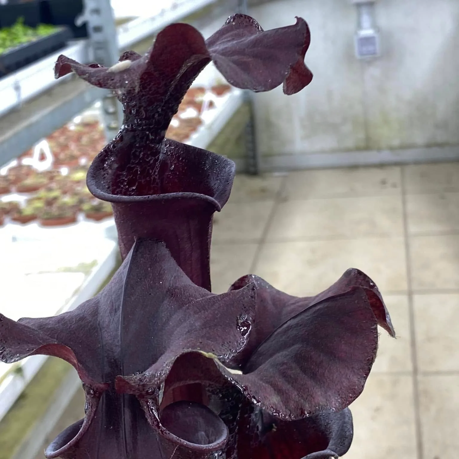Sarracenia x "Nera Signora" DFH30