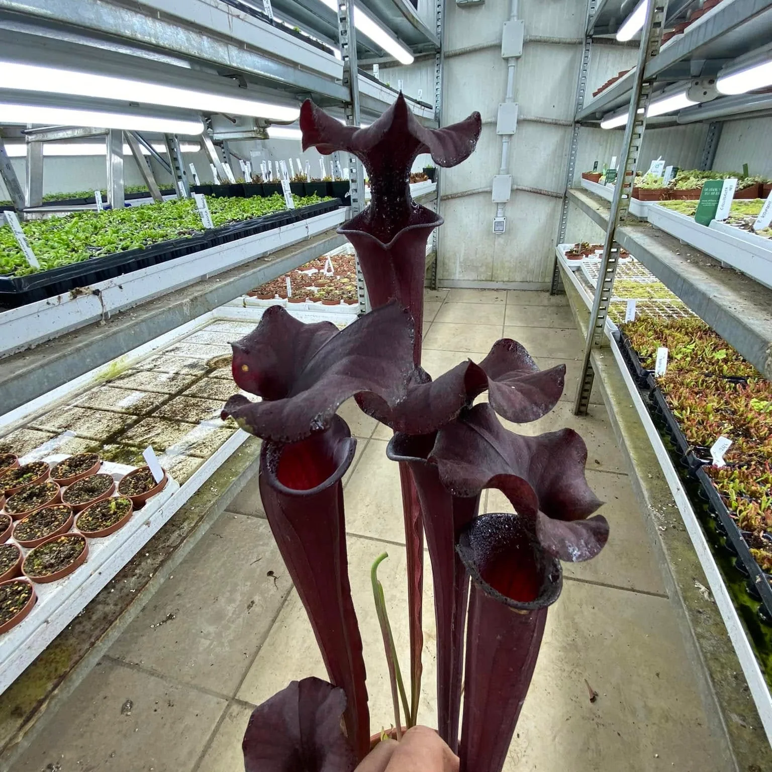Sarracenia x "Nera Signora" DFH30