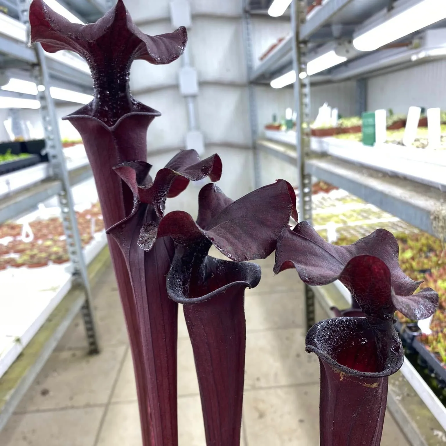 Sarracenia x "Nera Signora" DFH30