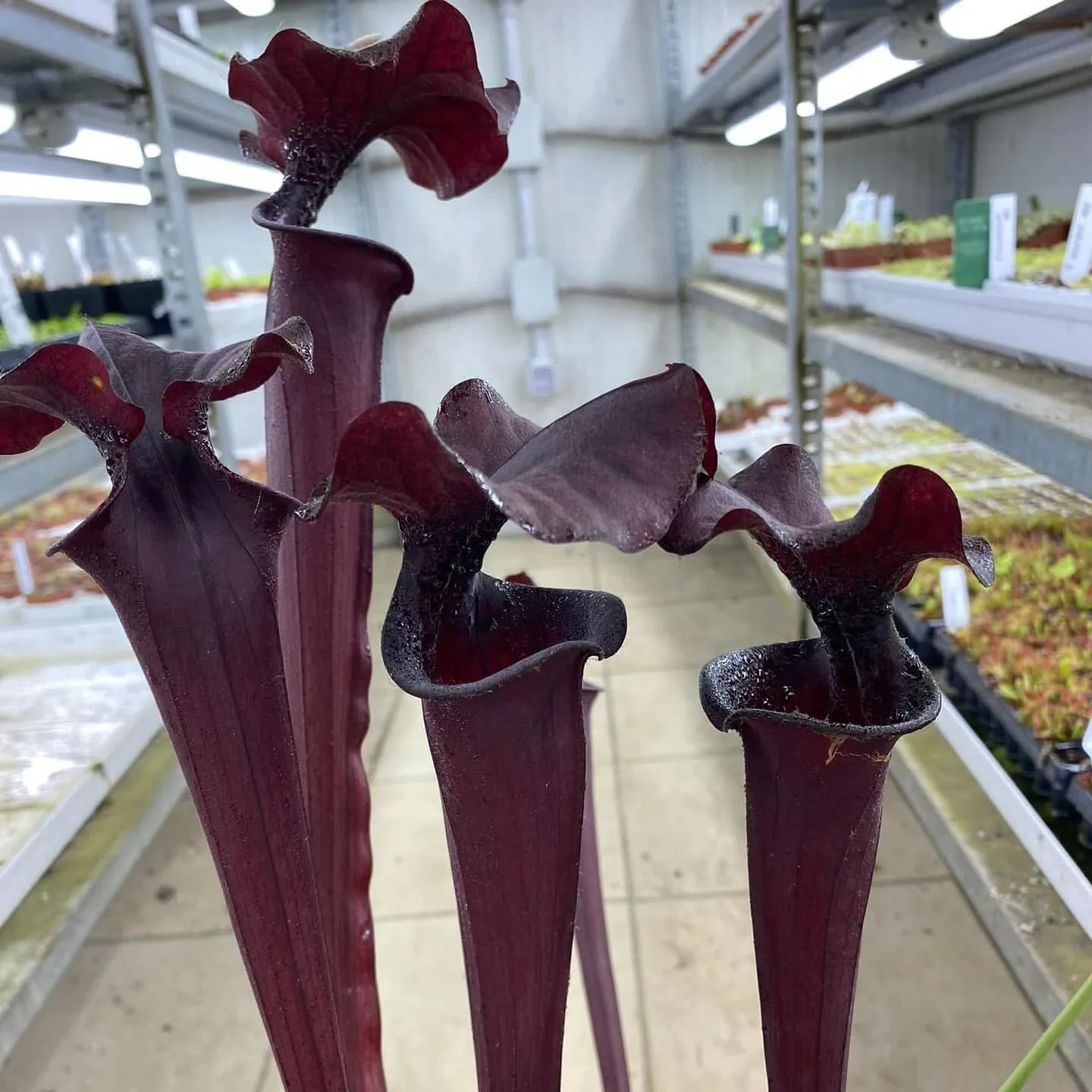 Sarracenia x "Nera Signora" DFH30