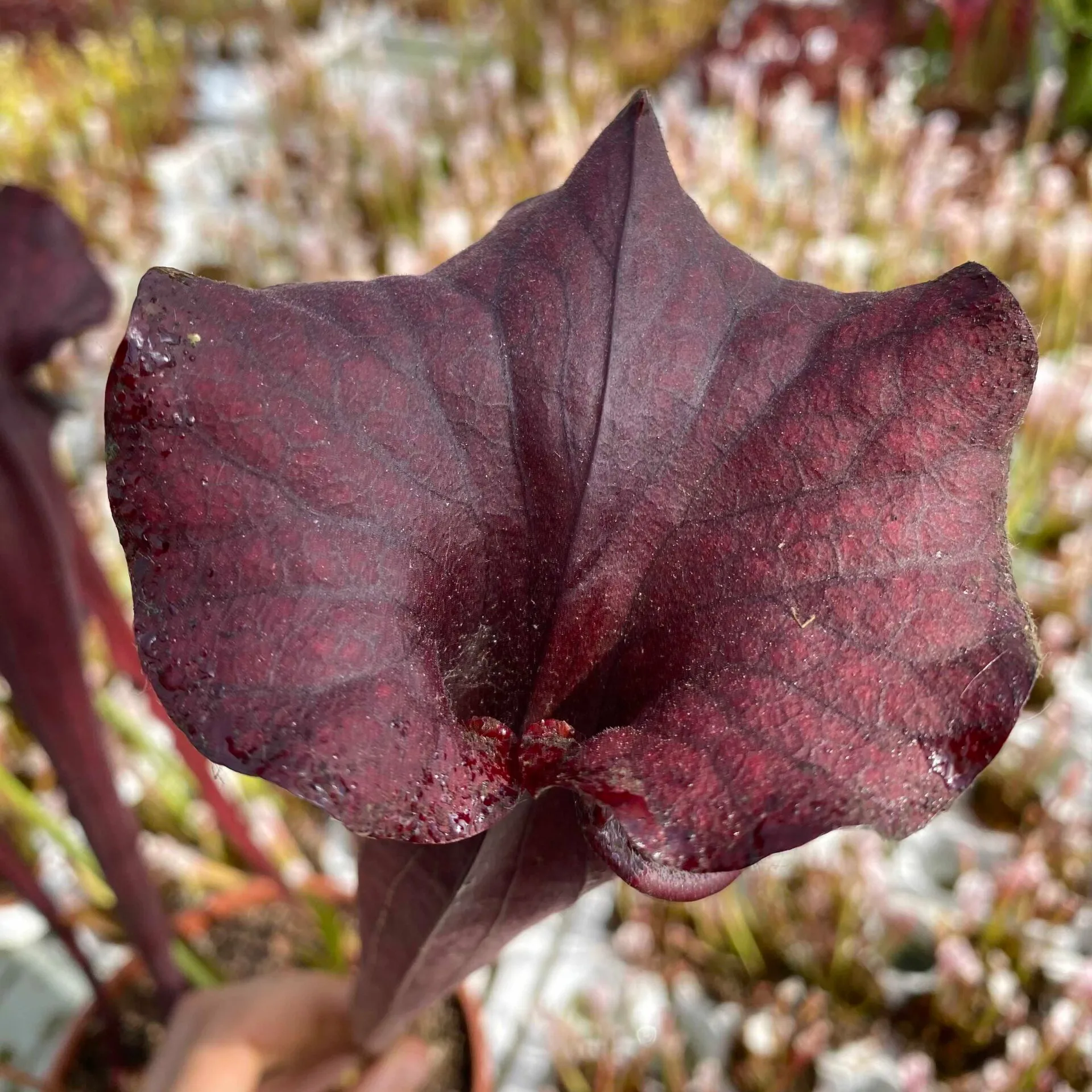 Sarracenia x "Nera Signora" DFH30