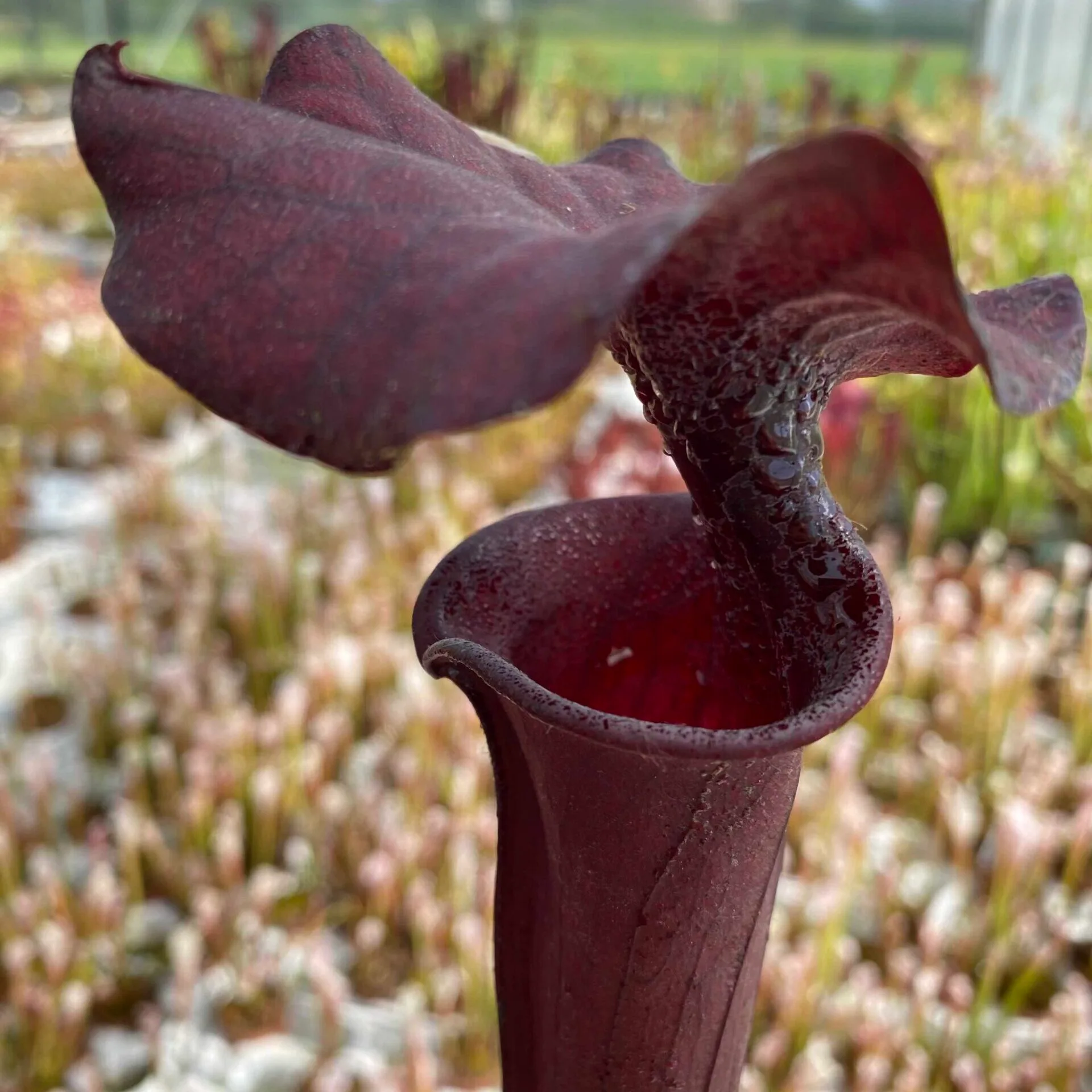 Sarracenia x "Nera Signora" DFH30