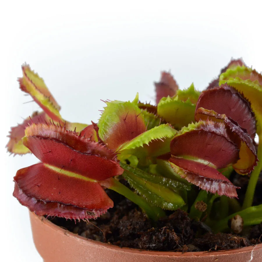Dionaea Muscipula "Origami" - immagine 5