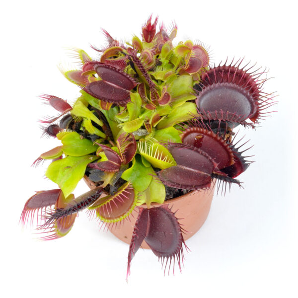 Dionaea muscipula ‘Phalanx’ x G14 Dirk Ventham's Giant #9