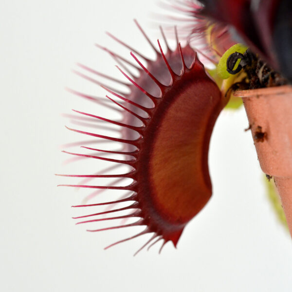 Dionaea muscipula ‘Phalanx’ x G14 Dirk Ventham's Giant #9