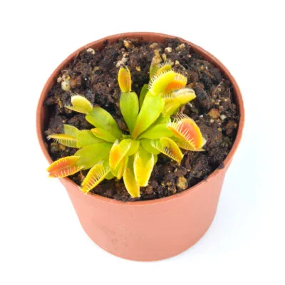 Dionaea muscipula "Microdent Melody"