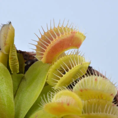 Dionaea muscipula "Phoenix"