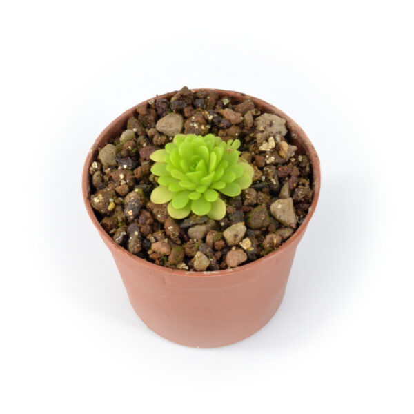 Pinguicula heterophylla [Concepción Papalo, Oaxaca, Mexico]