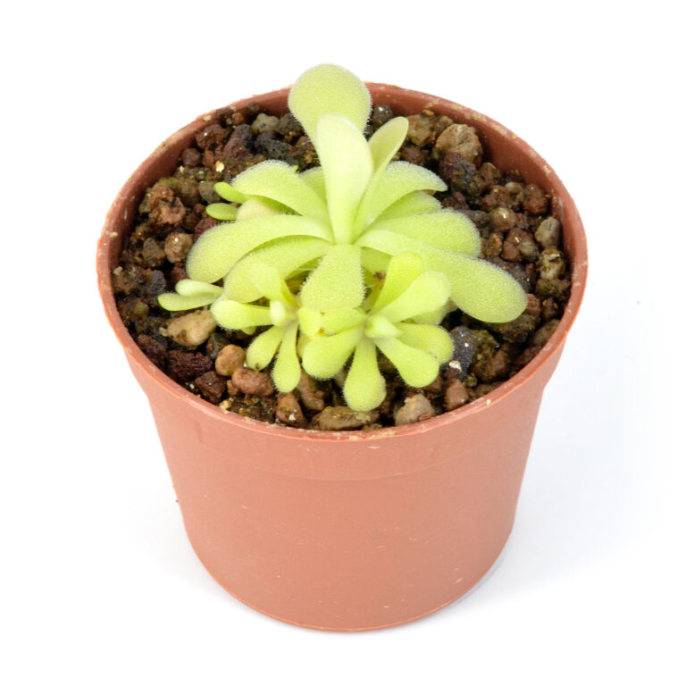 Pinguicula Agnata x Cyclosecta