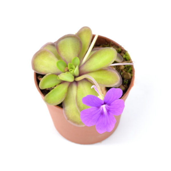 Pinguicula pachuca x cyclosecta DFPI32