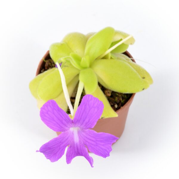 Pinguicula spec. Sumidero I