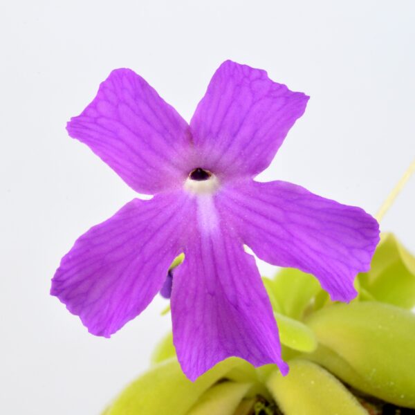 Pinguicula spec. Sumidero I