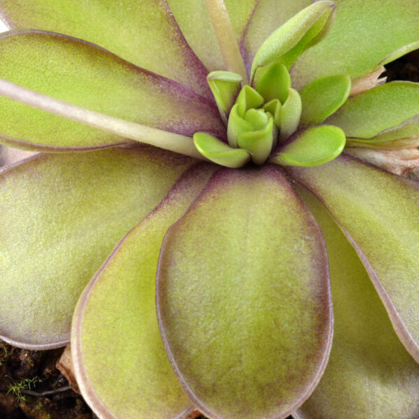 Pinguicula pachuca x cyclosecta DFPI32