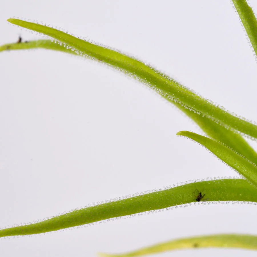 Pinguicula Medusina x Monctezumae