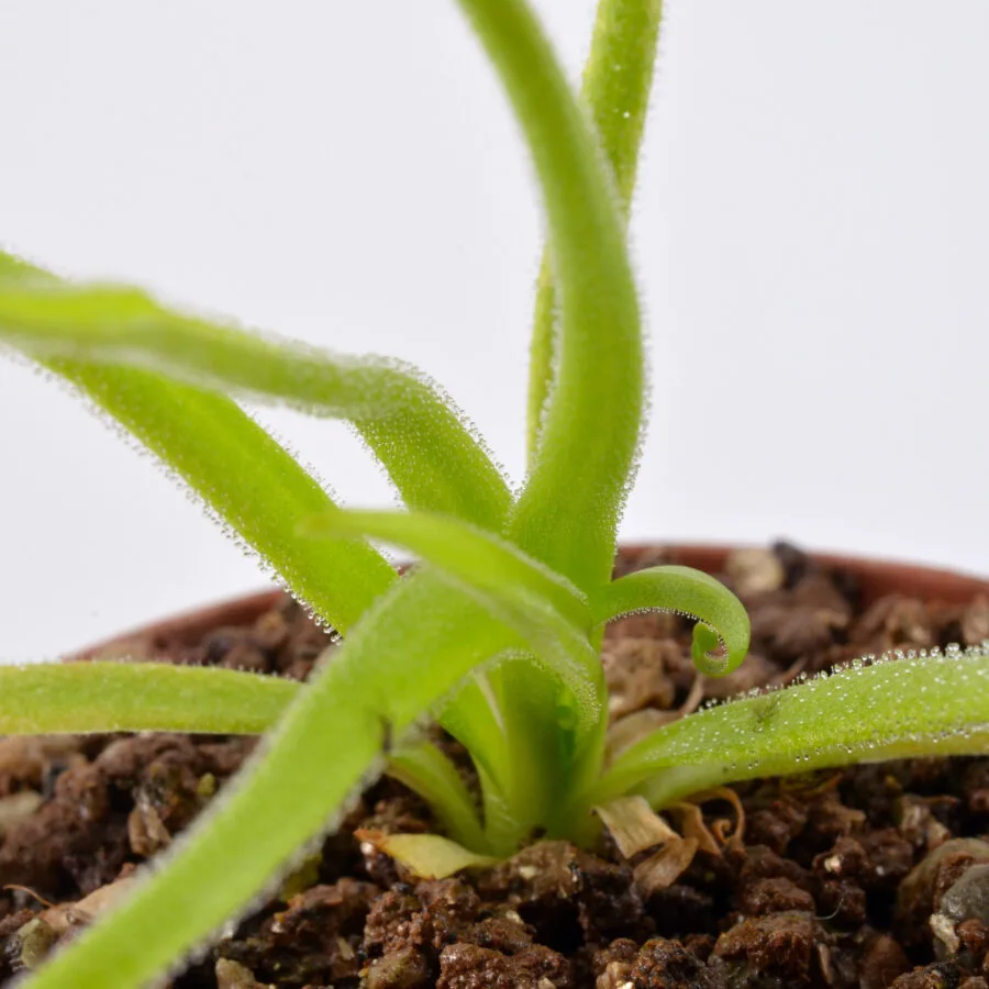 Pinguicula Medusina x Monctezumae