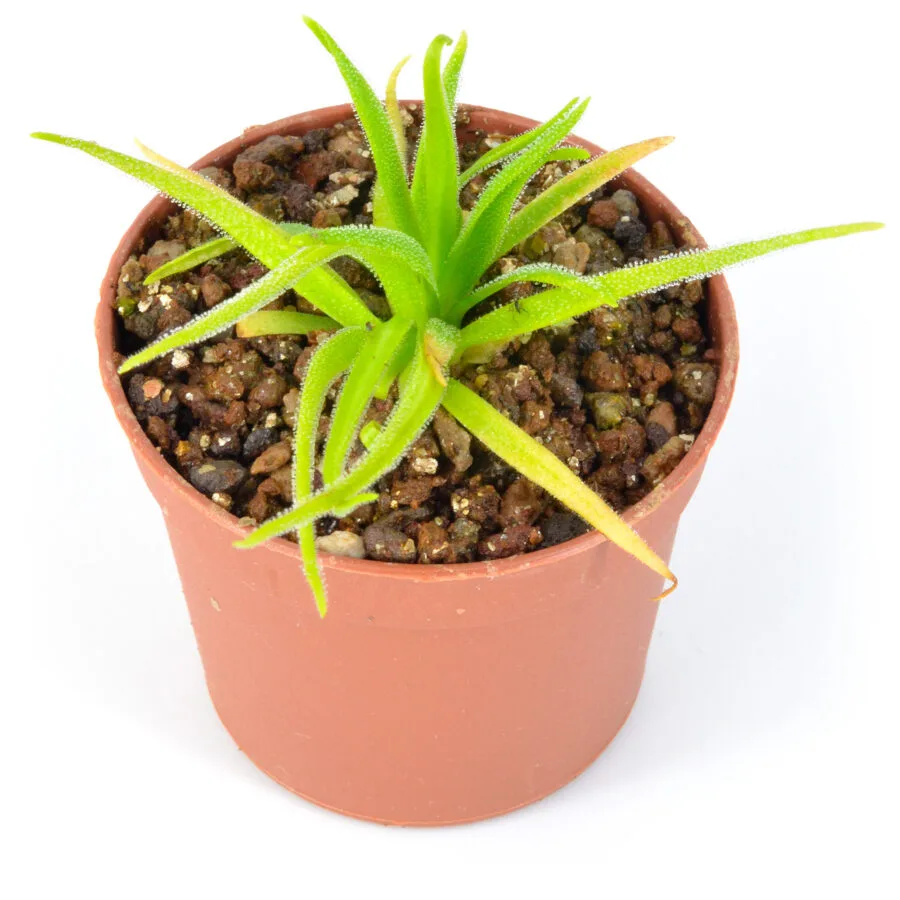 Pinguicula Medusina x Monctezumae