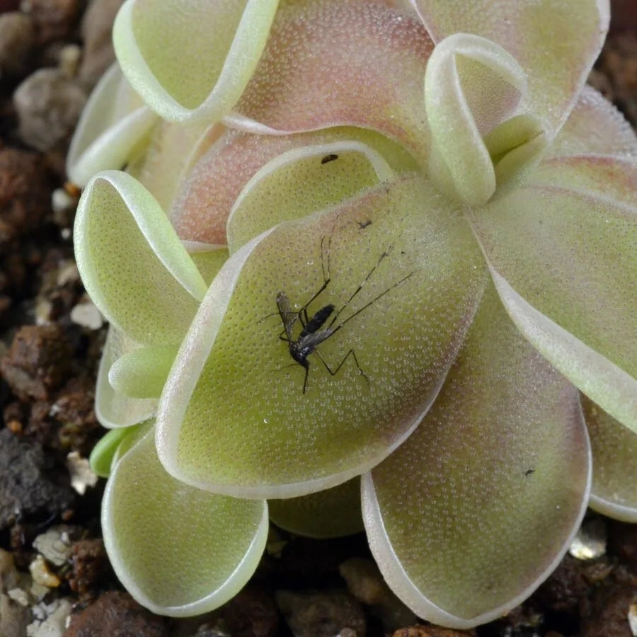 Pinguicula "Tehuacan"