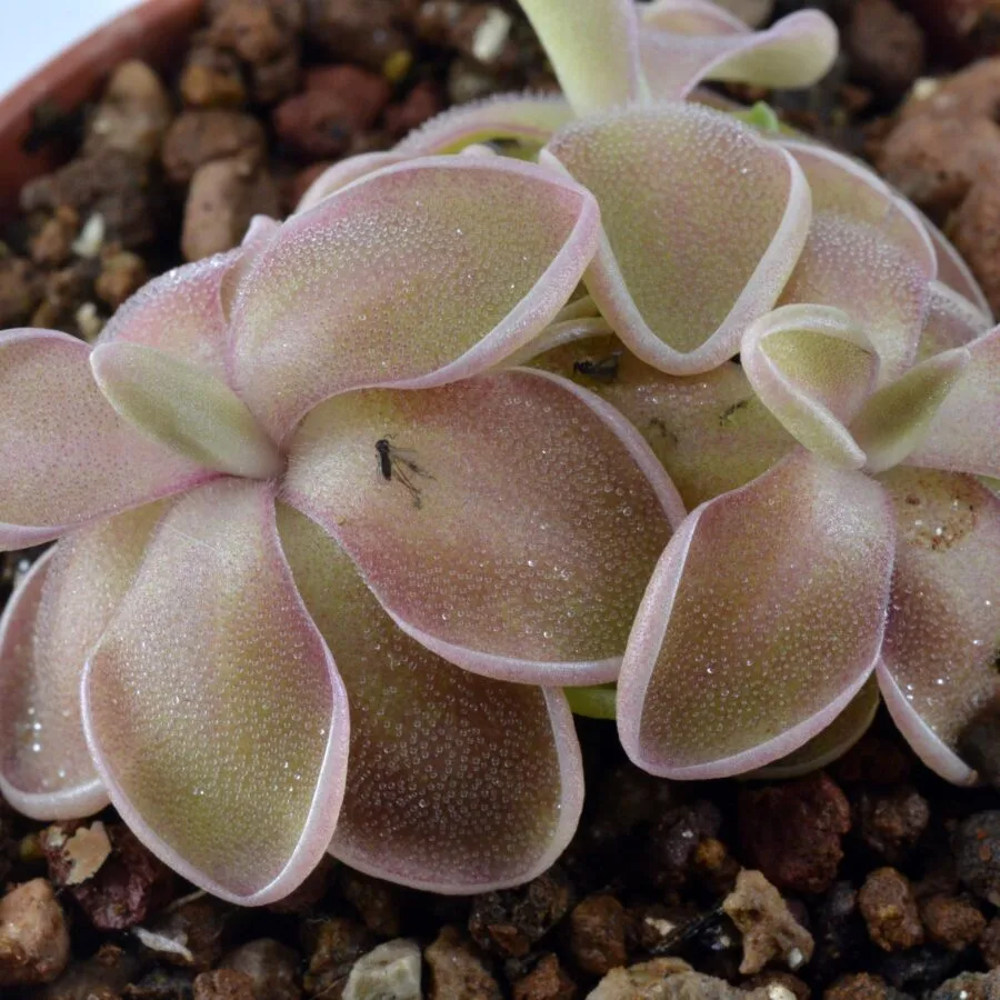 Pinguicula "Tehuacan"