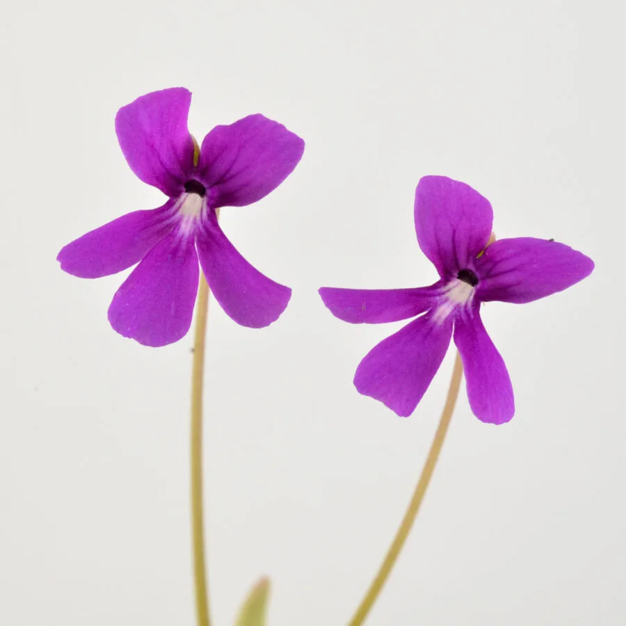 Pinguicula "Tehuacan"