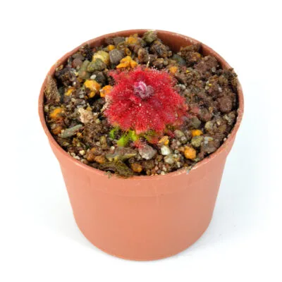 Drosera tomentosa var. tomentosa [Brazil]