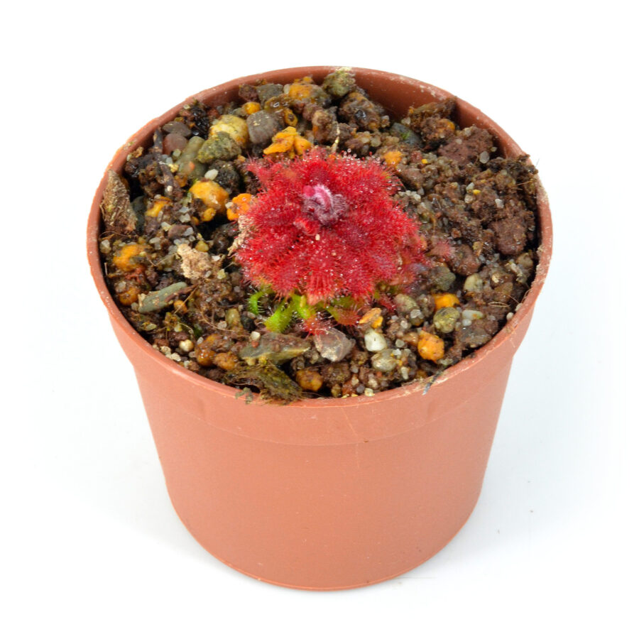Drosera tomentosa var. tomentosa [Brazil]