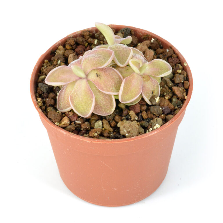 Pinguicula "Tehuacan"