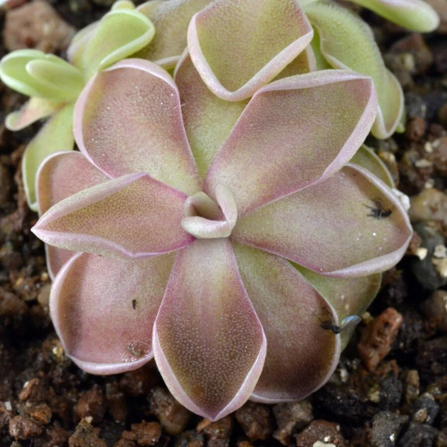 Pinguicula "Tehuacan"