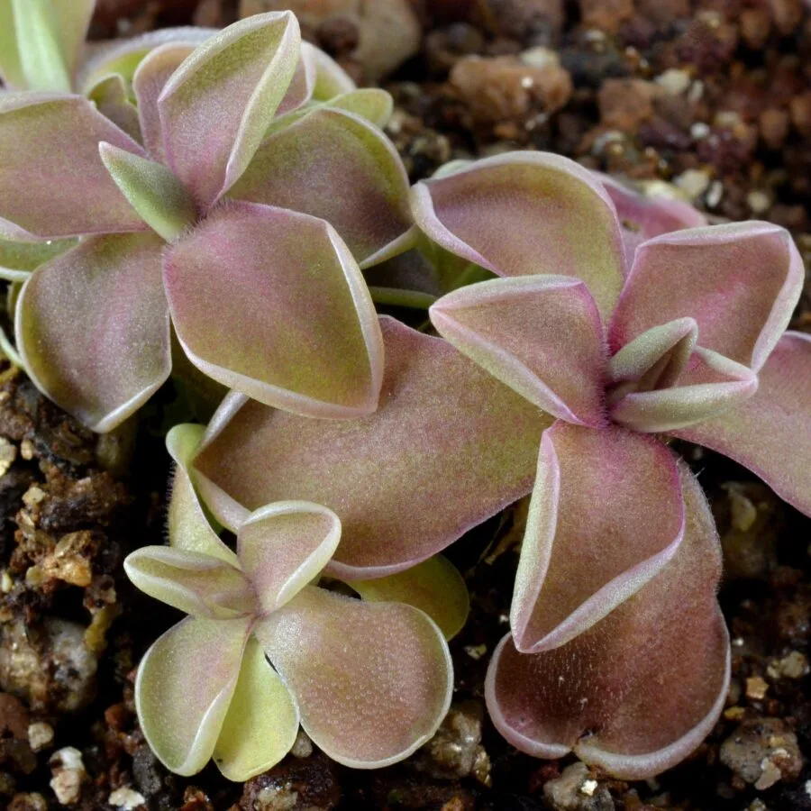 Pinguicula "Tehuacan"
