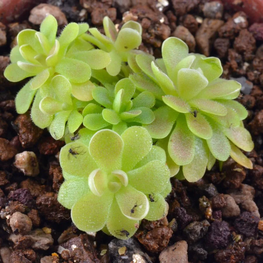 Pinguicula "Yucca do 1713"