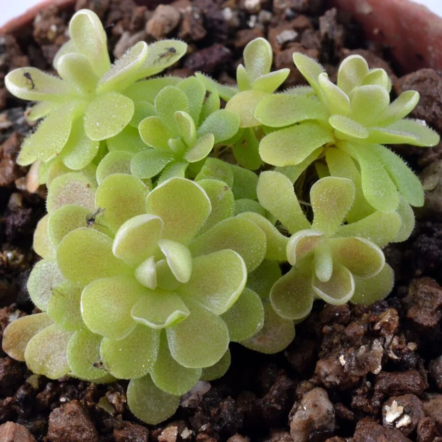 Pinguicula "Yucca do 1713"