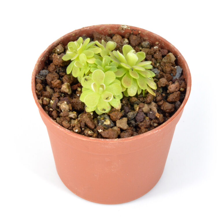 Pinguicula "Yucca do 1713"