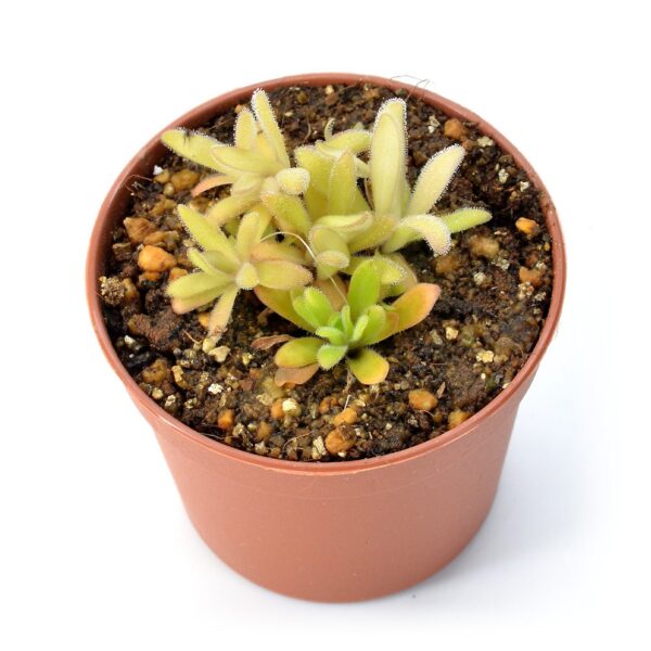 Pinguicula agnata x gypsicola