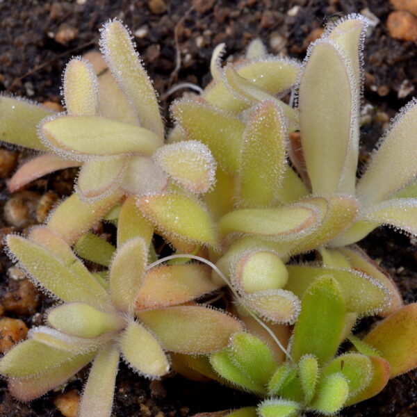 Pinguicula agnata x gypsicola