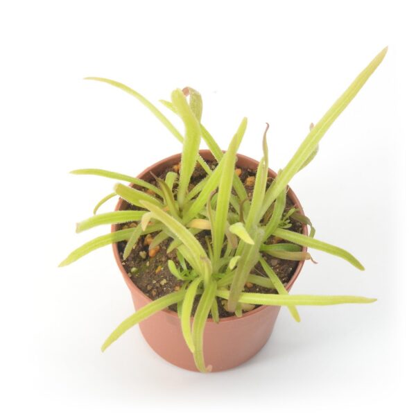 Pinguicula calderoniae