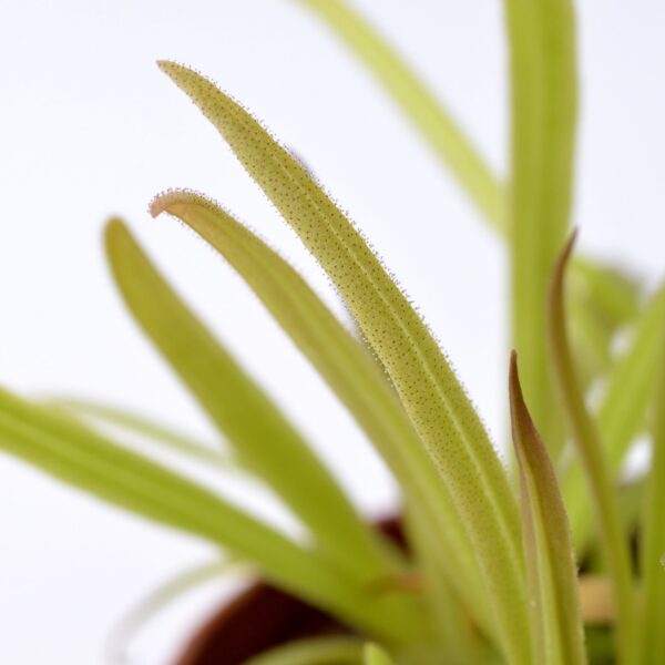 Pinguicula calderoniae