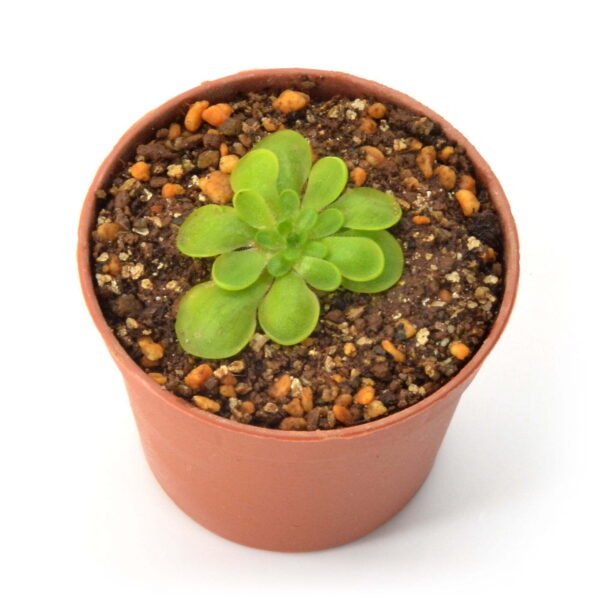 Pinguicula conzattii