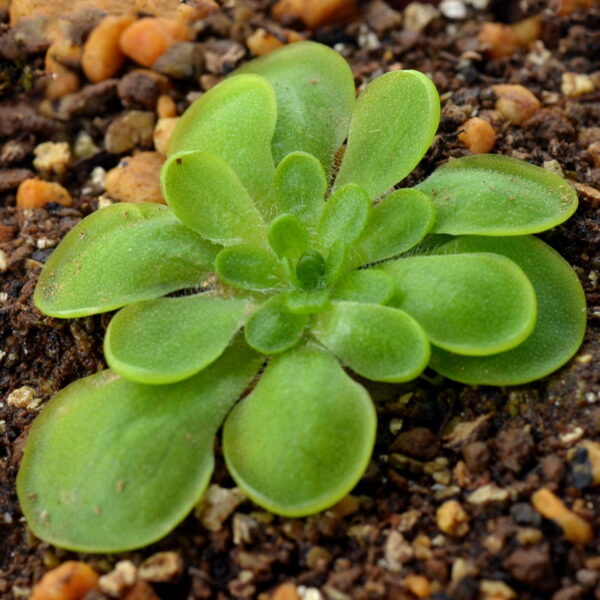 Pinguicula conzattii
