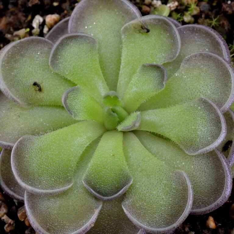 Pinguicula cyclosecta