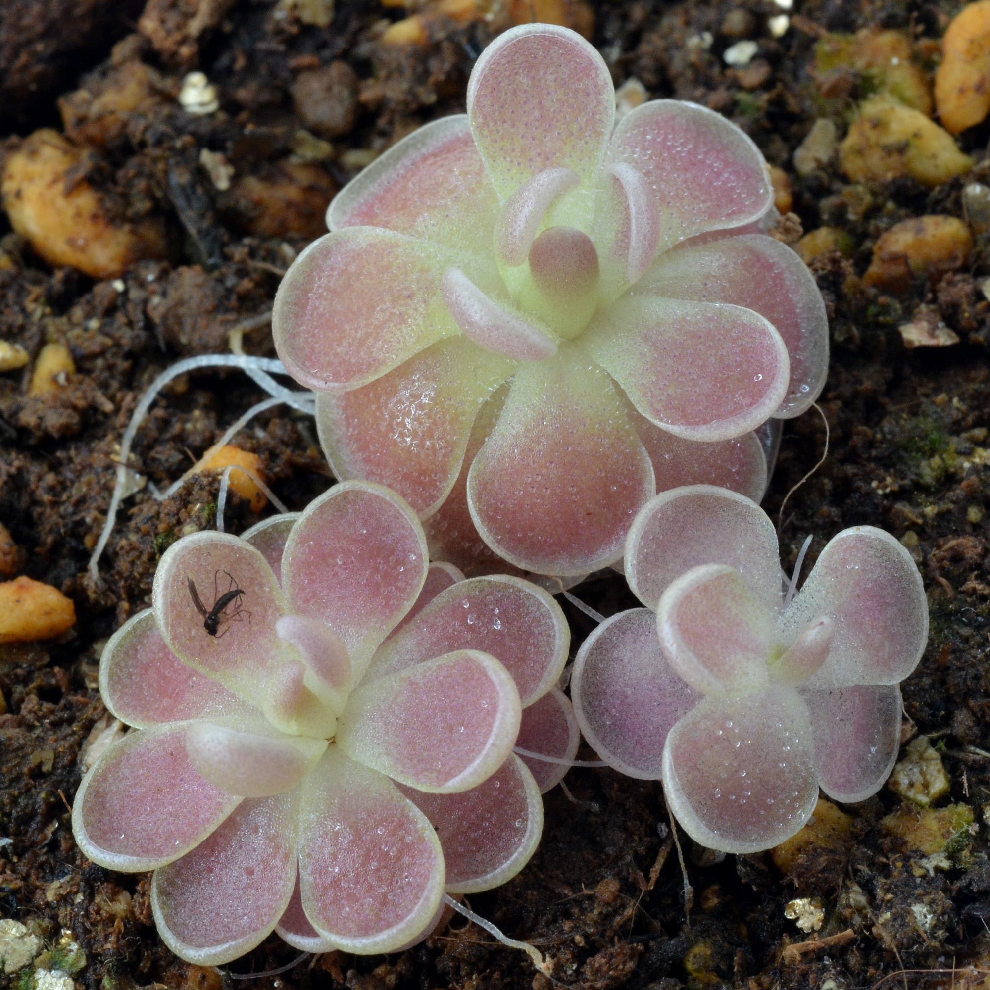 Pinguicula debbertiana