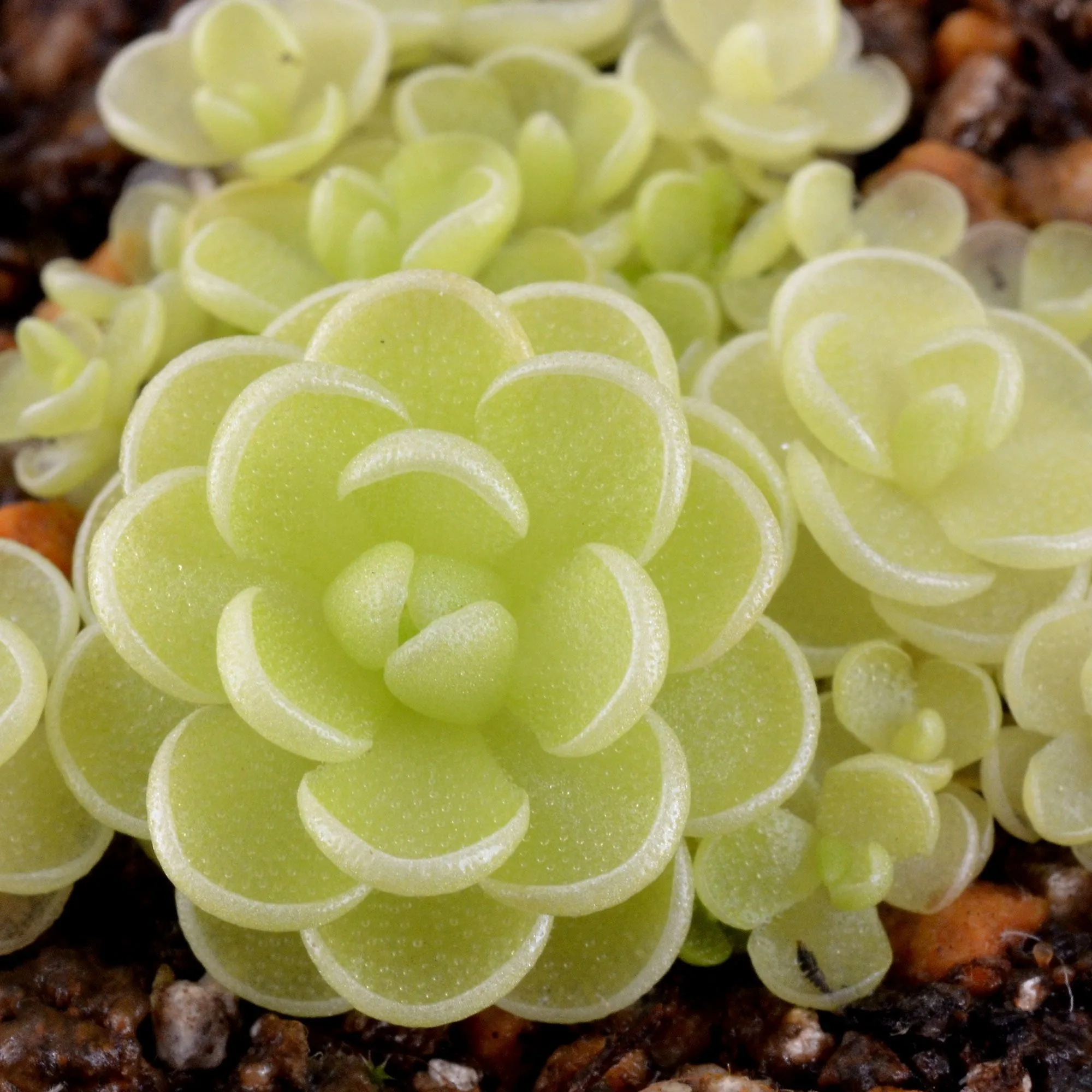 Pinguicula esseriana
