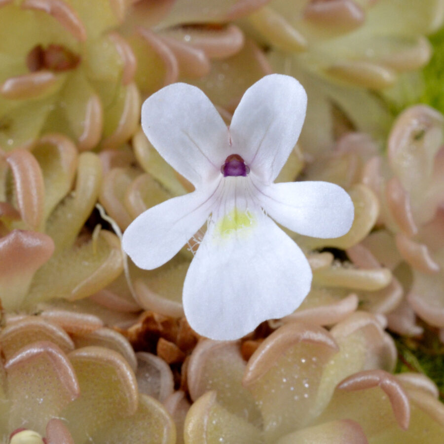 Pinguicula gracilis