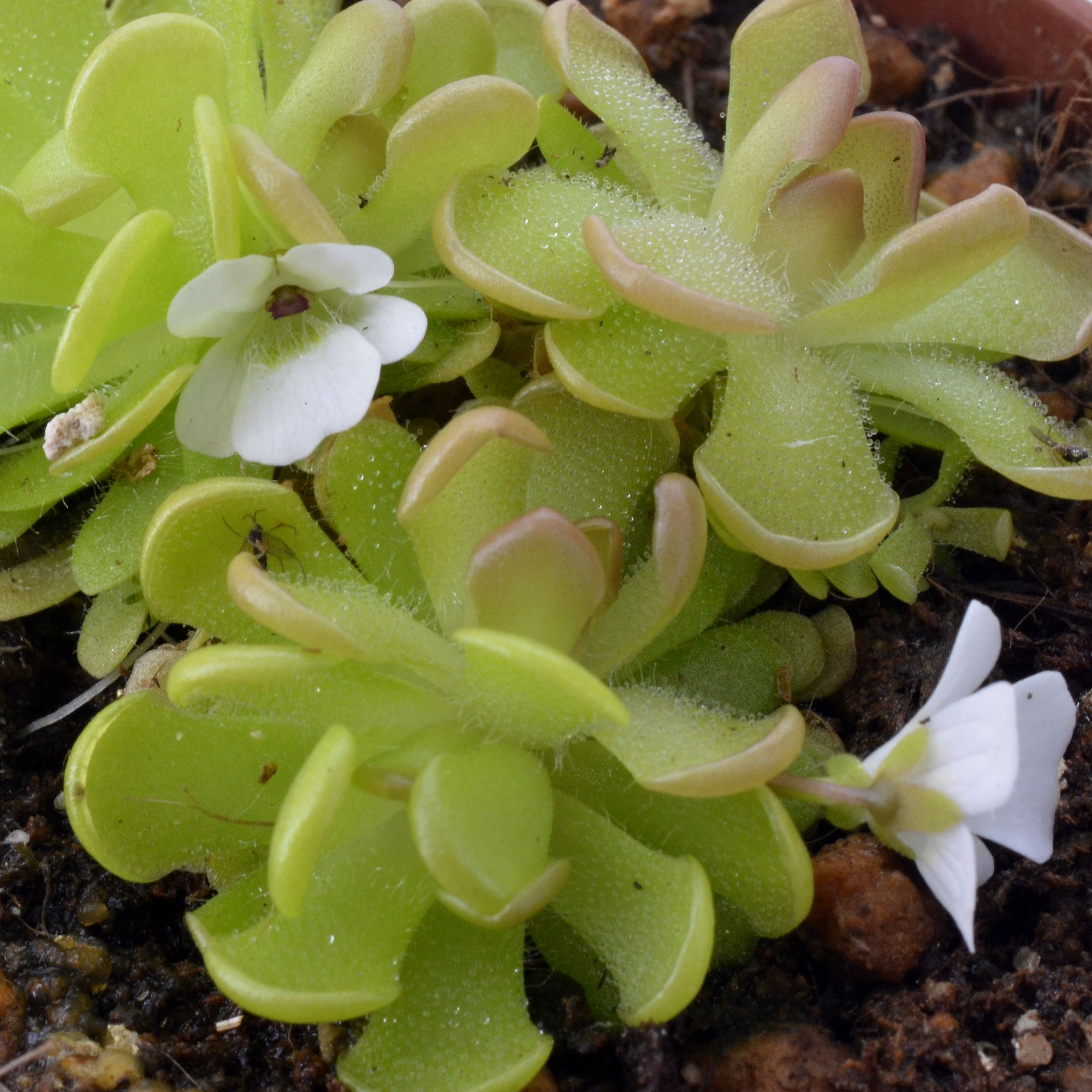 Pinguicula gracilis