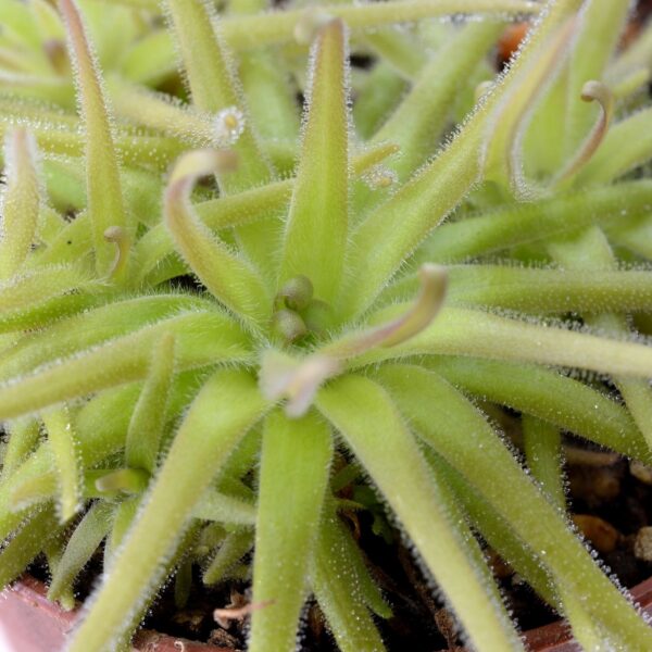 Pinguicula gypsicola
