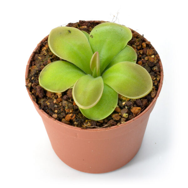 Pinguicula hemiepiphytica