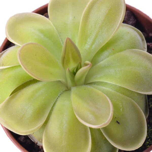 Pinguicula hemiepiphytica