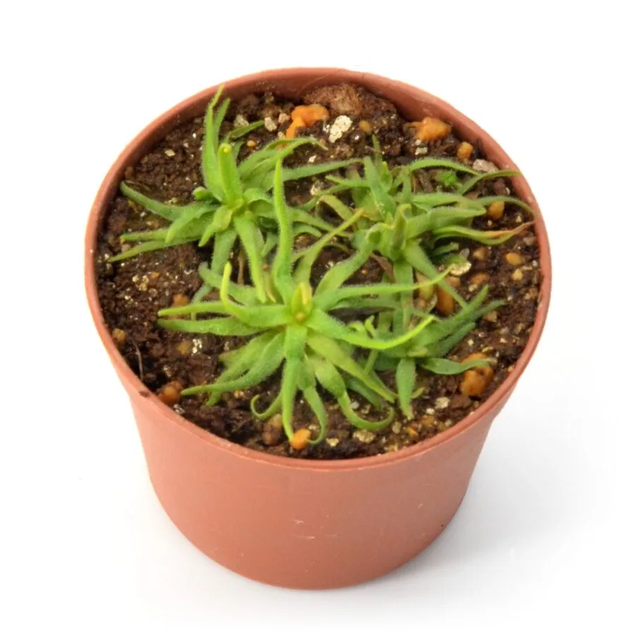 Pinguicula heterophylla