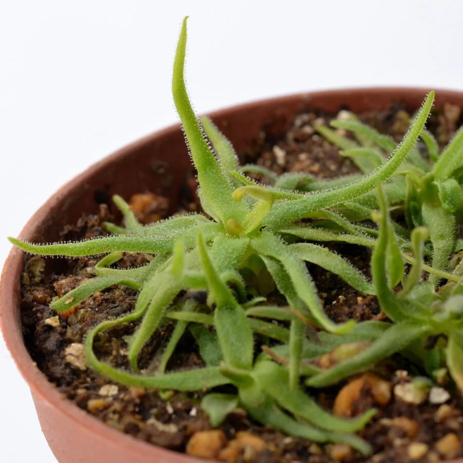 Pinguicula heterophylla